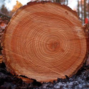 tree rings