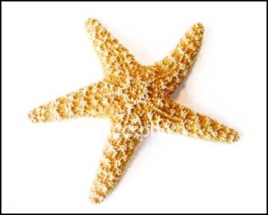 starfish