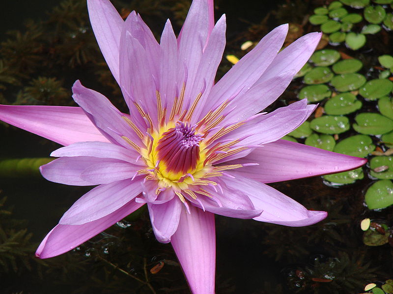 800px-Lotus_Flower_at_GSS