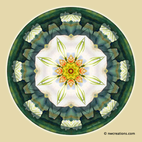 Mandalas_for_a_New_Earth_5_600